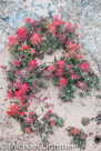 Wonder of Flowers