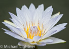 Wonder of Flowers