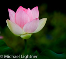 Wonder of Flowers