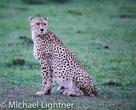 Maasai Mara